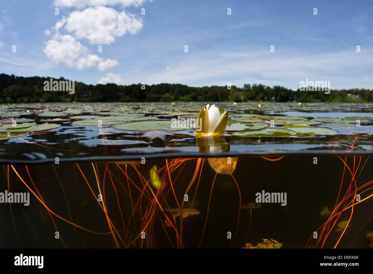 Seerose, Nymphaea, Massachusetts, Cape Cod, USA Stockfoto