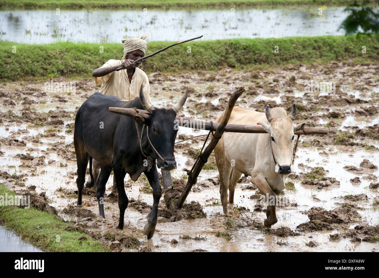 Aufenthaltskosten Bauer pflügen ein Reisfeld im Stadtteil Chettinad der Tamil Nadu Region Südindiens. Stockfoto