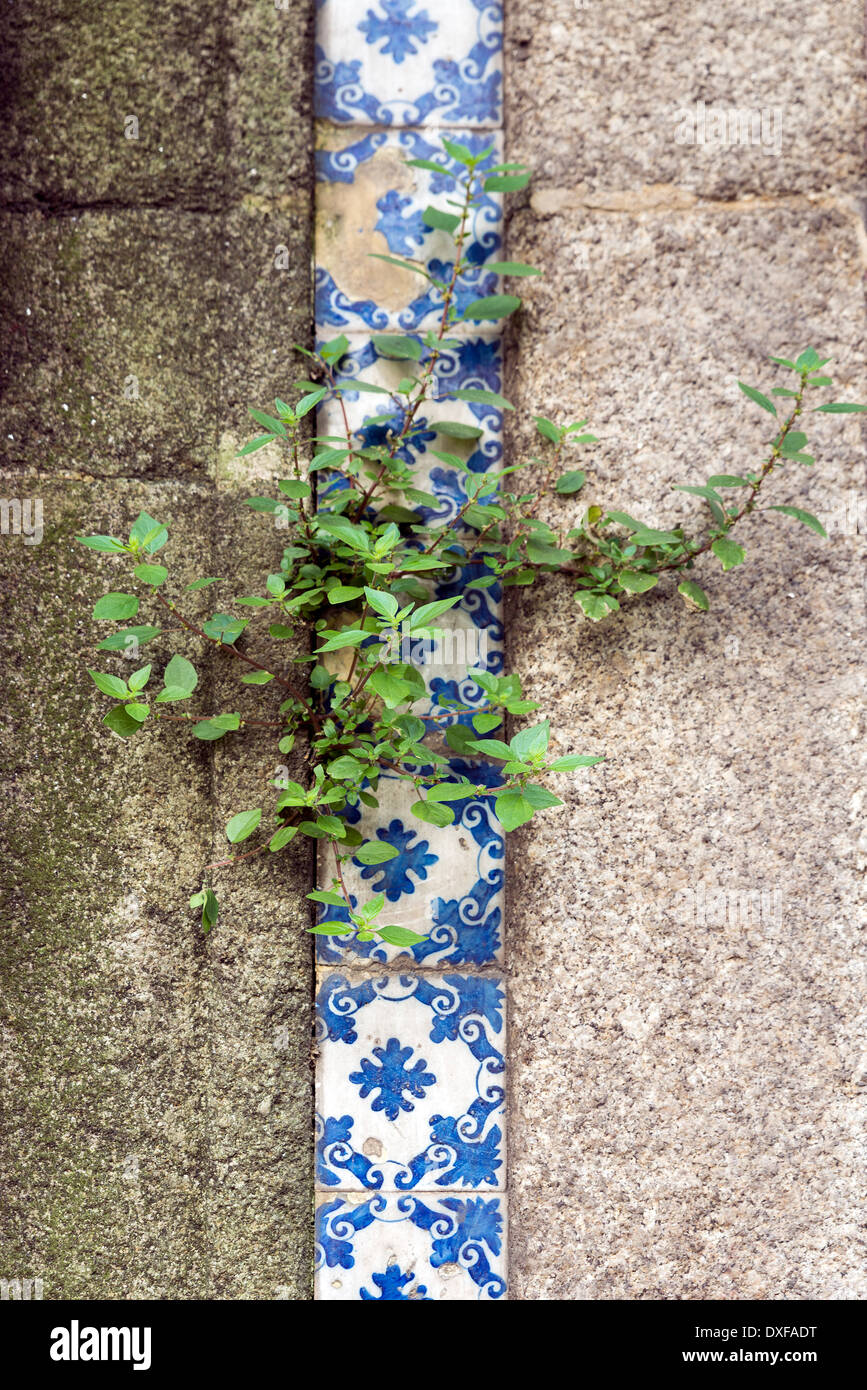 alten traditionellen portugiesischen Azulejo-Fliesen an der Wand eines Hauses in Porto Stockfoto