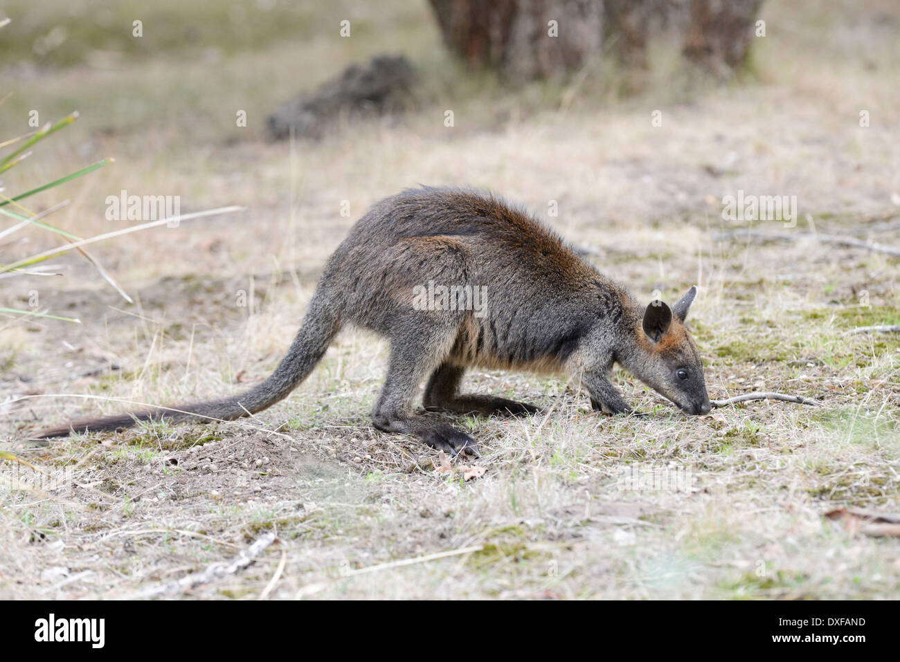 Sumpf oder schwarz Wallaby (Wallabia bicolor), Weiden. Stockfoto