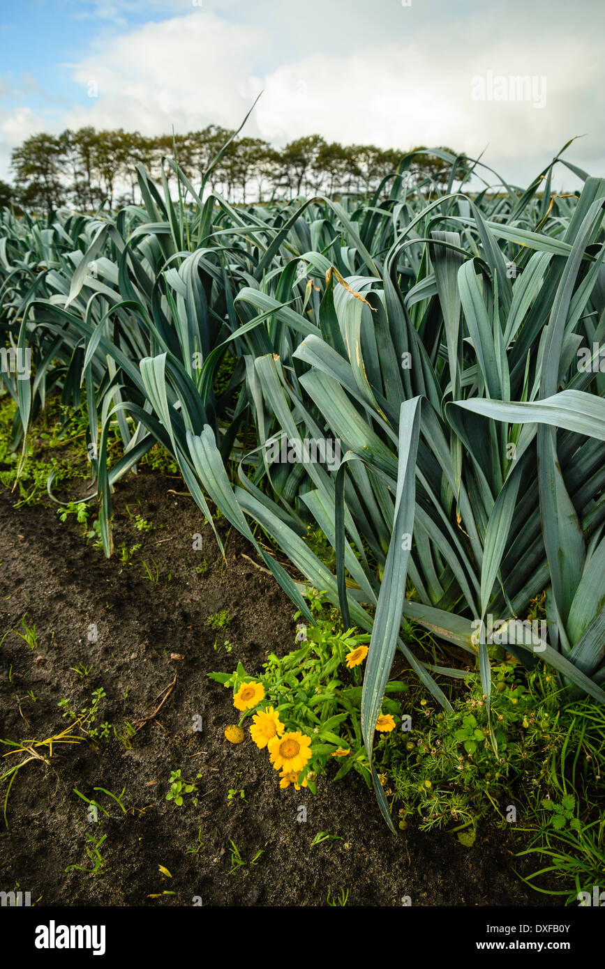 Mais Ringelblumen Glebionis Segetum oder Chrysanthemum Segetum und Bereich der Lauch in der Nähe Stockfoto