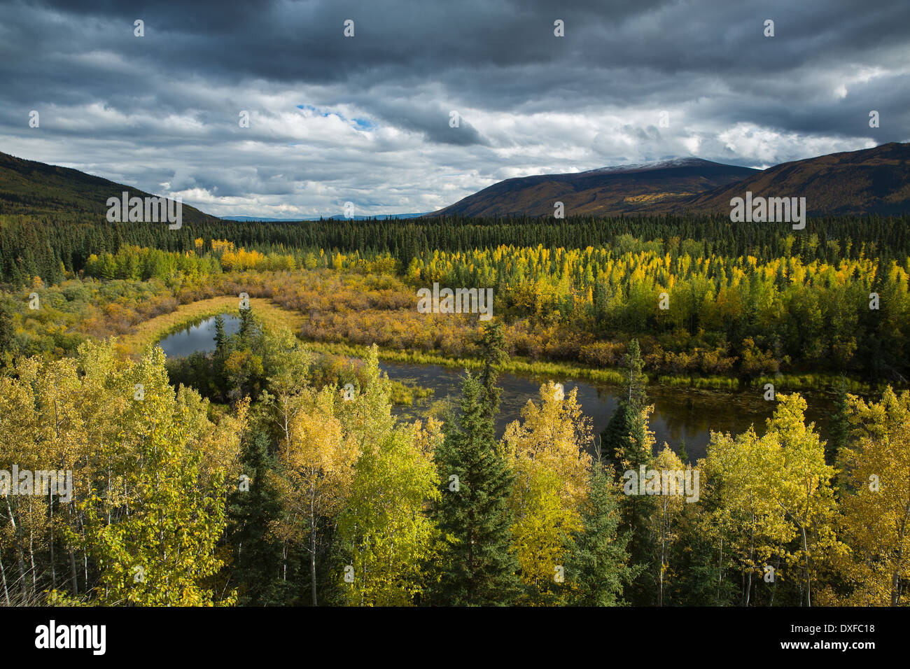 Herbstfärbung des borealen Waldes im Tal Stewart River, Yukon Territorien, Kanada Stockfoto