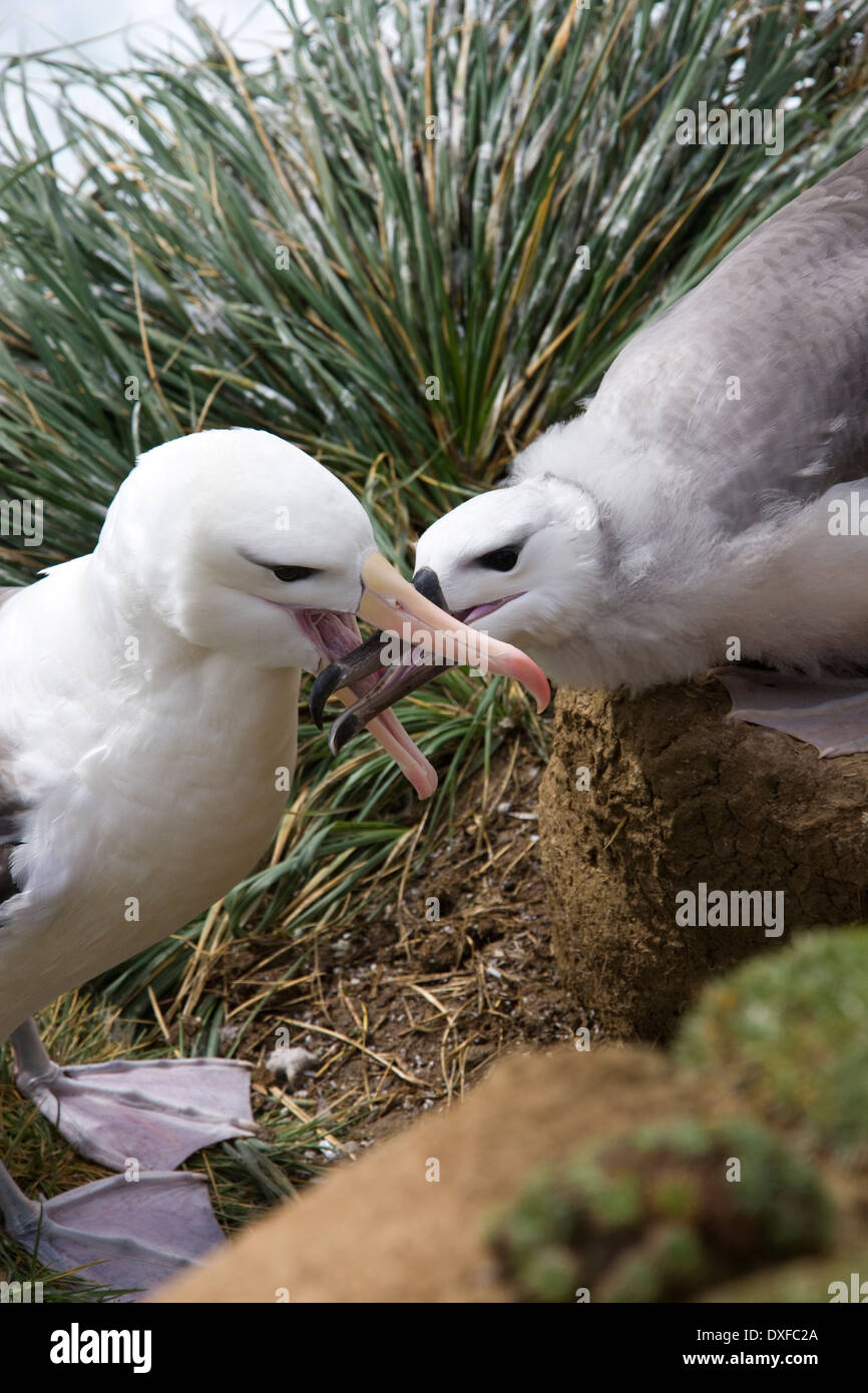 Black-browed Albatross Mutter Fütterung jung (Thalassarche Melanophrys) - "The Rookery" auf Saunders Island auf den Falkland-Inseln. Stockfoto