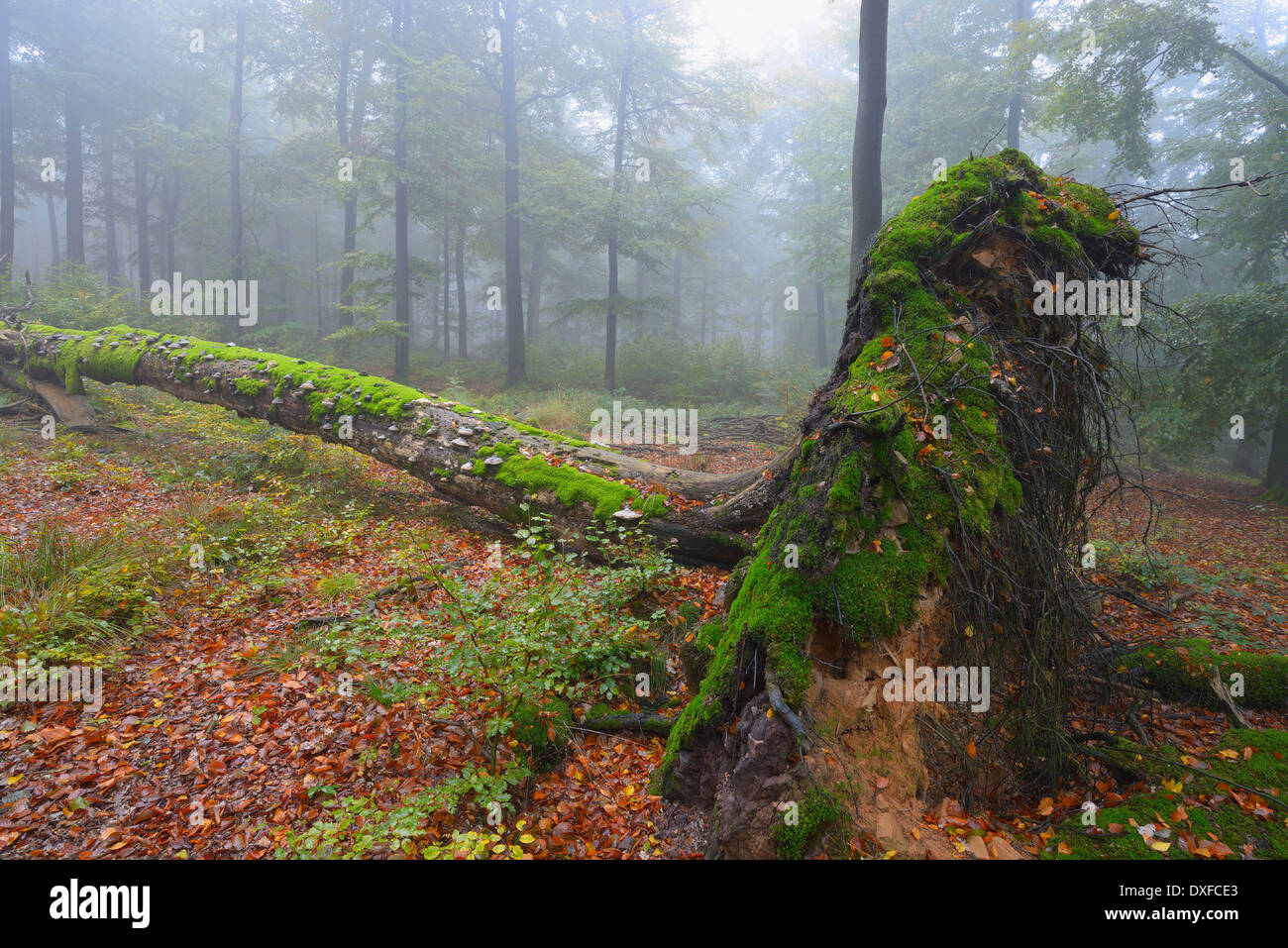 Alten bemoosten Baumstamm in Buchenwald (Fagus Sylvatica), Spessart, Bayern, Deutschland, Europa Stockfoto