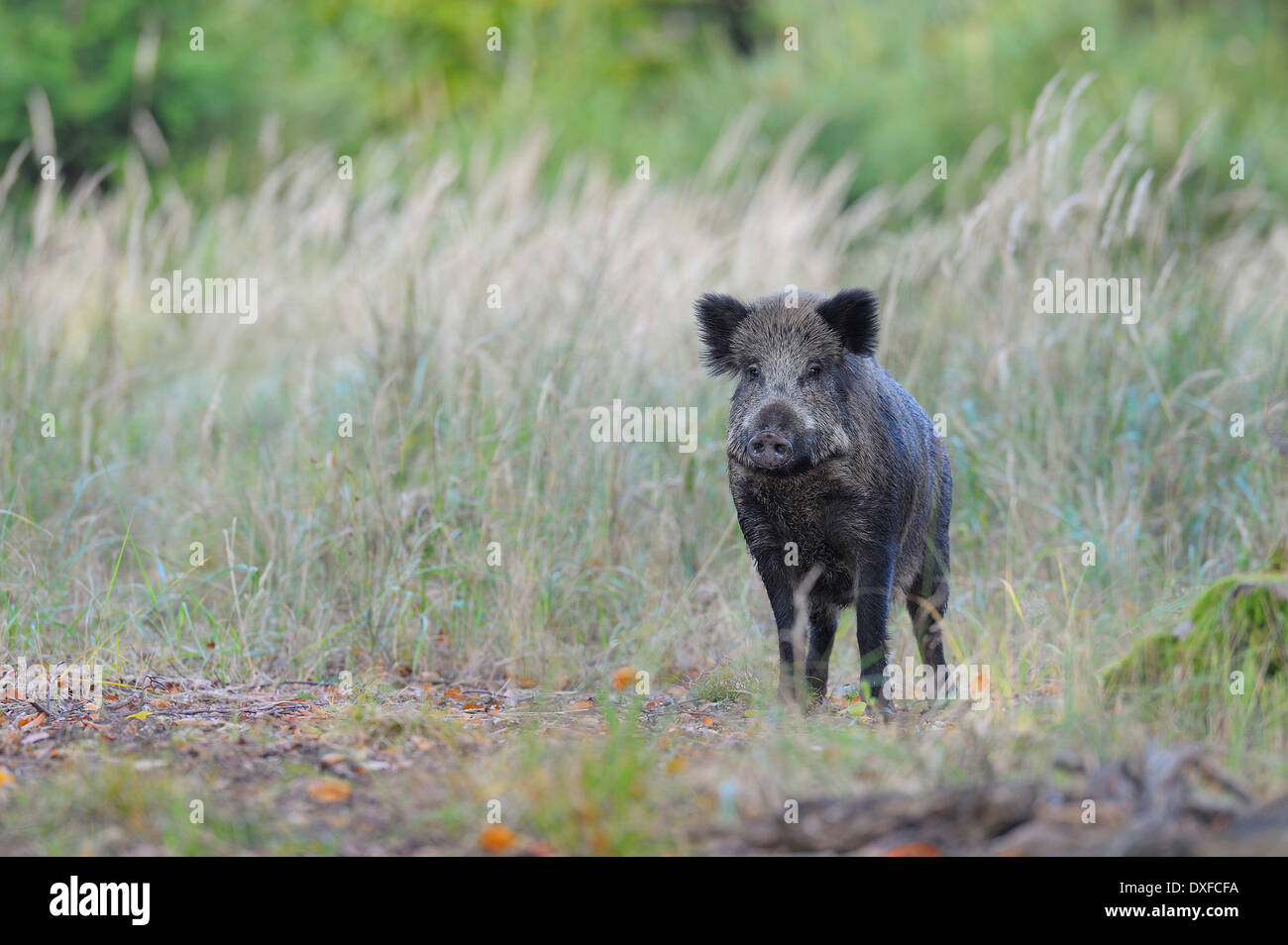 Wildschwein (Sus Scrofa), Spessart, Bayern, Deutschland, Europa Stockfoto