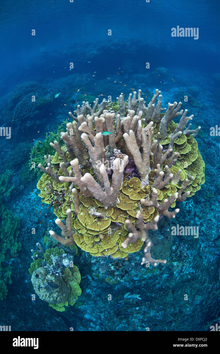 Gesunden Korallenriff Acropora SP., Melanesien, Pazifik, Salomonen Stockfoto