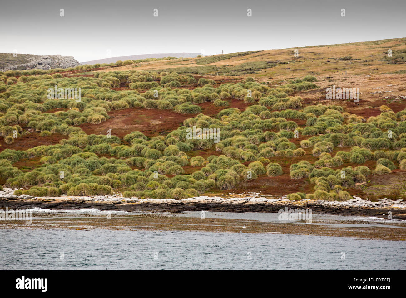 Grasbüschel Rasen auf Westpoint Island auf den Falkland-Inseln aus Argentinien, Südamerika. Stockfoto