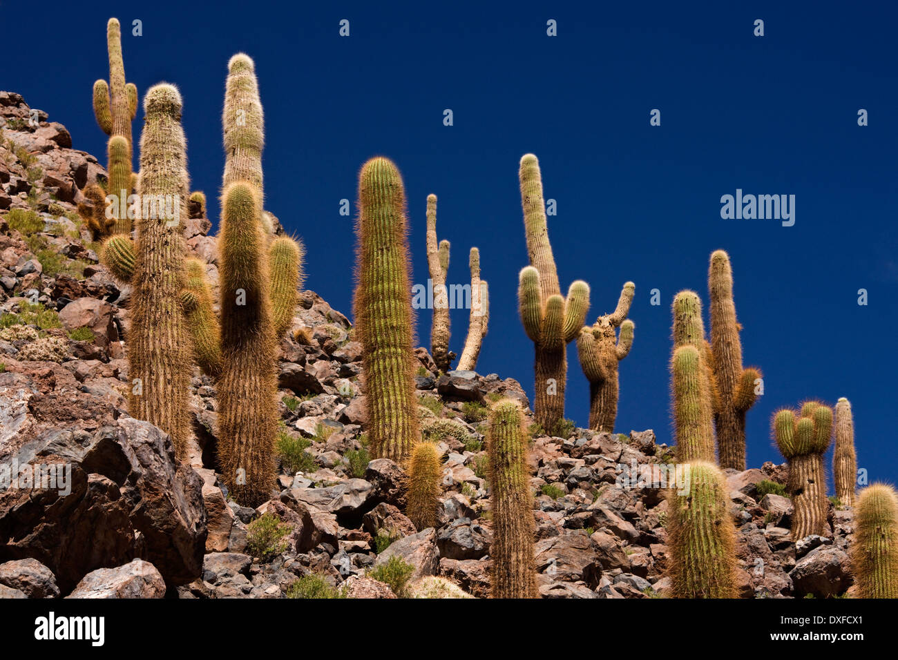 Cardon-Grande-Kaktus wächst in Cactus Canyon in der Nähe von San Pedro de Atacama in der Atacama-Wüste im Norden Chiles Stockfoto Cardon-Grande-Kaktus wächst in Cactus Canyon in der Nähe von San Pedro de Atacama in der Atacama-Wüste im Norden Chiles Stockfoto