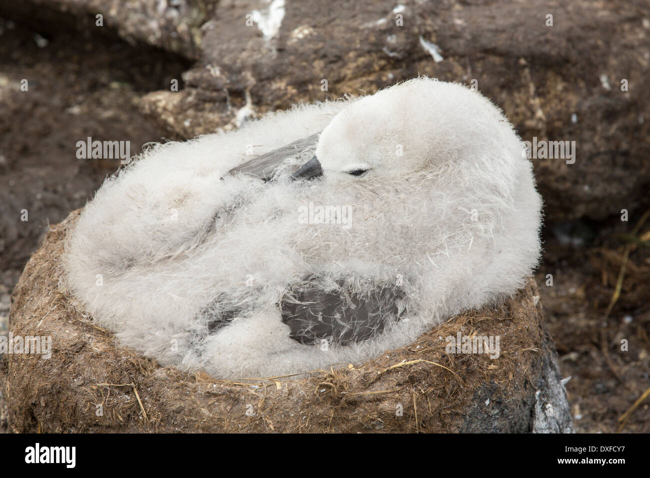 Ein Black-Browed Albatross (Thalassarche Melanophris) Küken sitzt auf einem Nest in einer gemischten Verschachtelung Kolonie Stockfoto