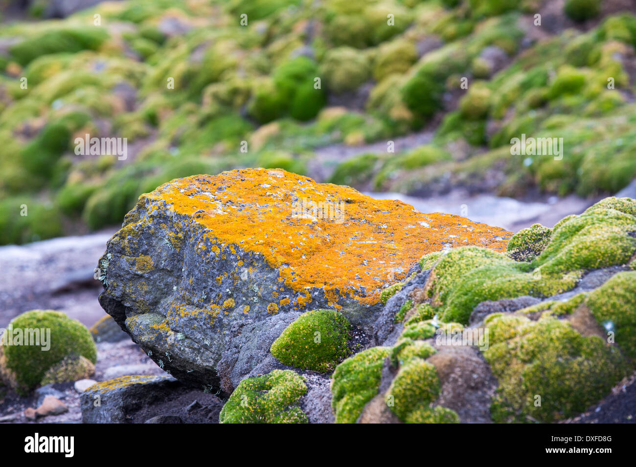 Steinbrech Matts und Flechten auf Westpoint Island auf den Falkland-Inseln, Süd-Amerika. Stockfoto