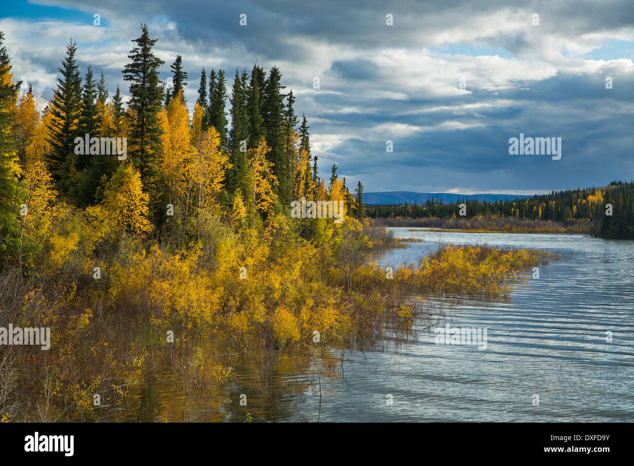 Herbstfärbung des borealen Waldes im Tal Stewart River, Yukon Territorien, Kanada Stockfoto