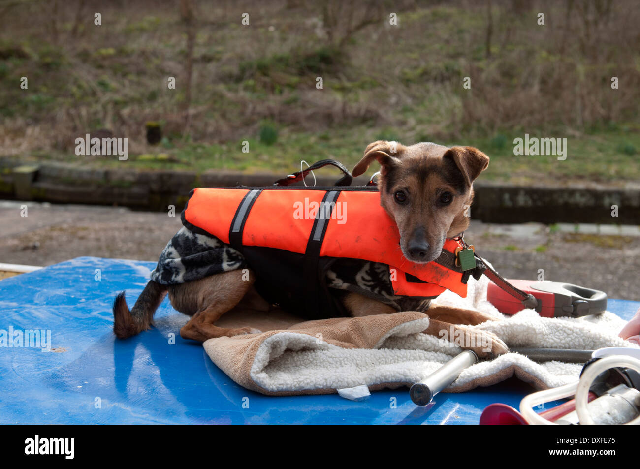 Hund trägt eine Schwimmweste auf einem Narrowboat, Grand Union Canal,  Warwickshire, UK Stockfotografie - Alamy