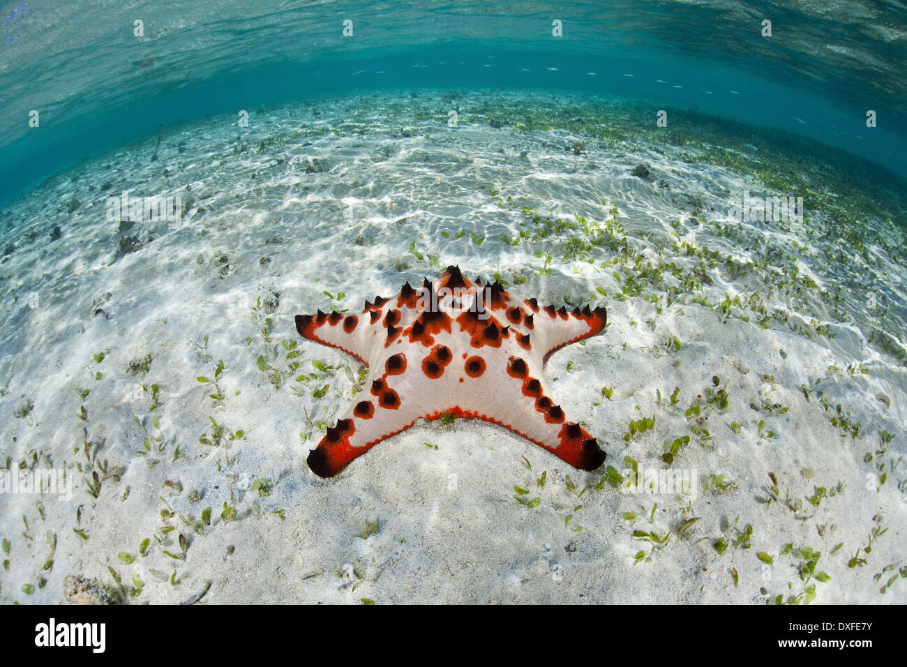 SeaStar in Lagune, Protoreaster Nodosus, Melanesien, Pazifik, Salomonen Stockfoto