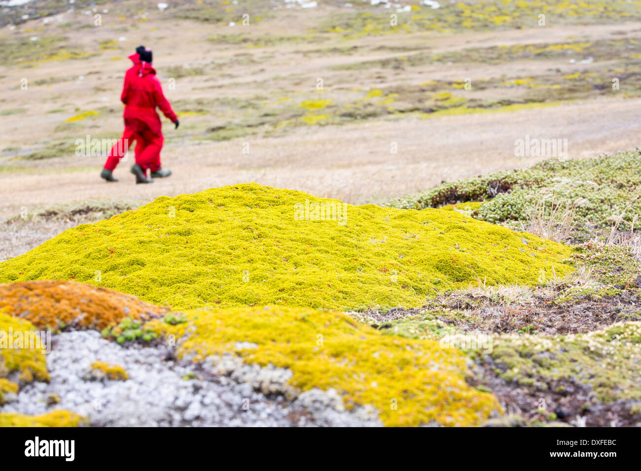 Blühende Pflanze Klumpen auf Moorland auf Westpoint Island auf den Falkland-Inseln aus Argentinien, Südamerika wächst. Stockfoto