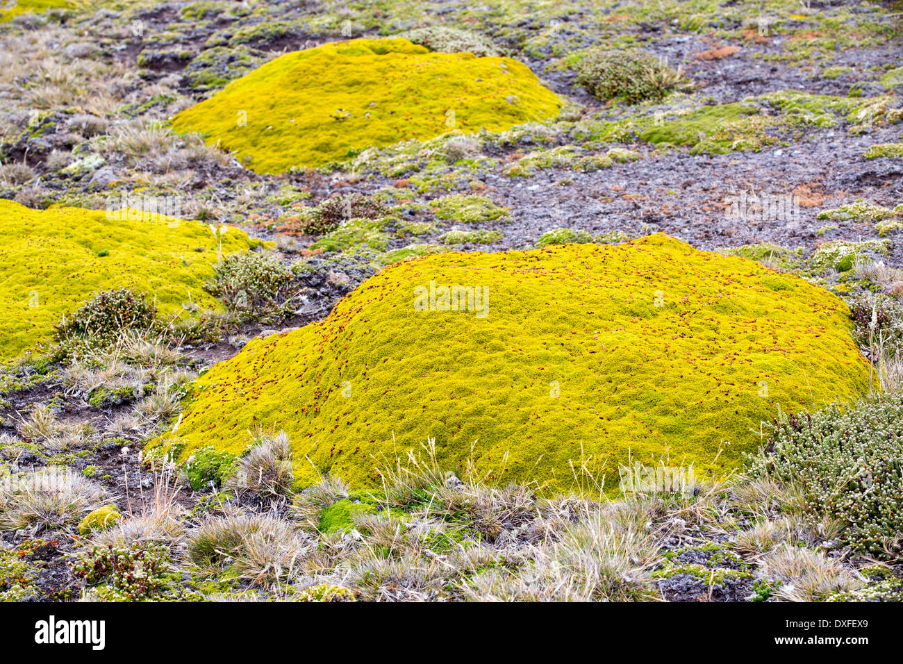 Blühende Pflanze Klumpen auf Moorland auf Westpoint Island auf den Falkland-Inseln aus Argentinien, Südamerika wächst. Stockfoto