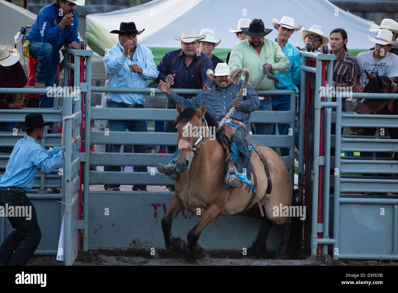 Ein Native American Cowboy reitet in den Sattel Bronc Ereignis beim Tsuu selber indischer Rodeo in Bragg Creek westlich von Calgary, Alberta. Stockfoto