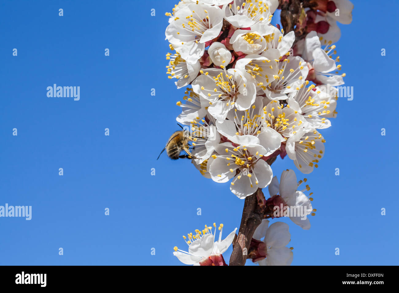 Nahaufnahme Foto von Frühlingsblüten und Honigbiene Stockfoto