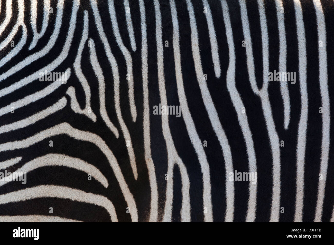 Zebras sind mehrere Arten von afrikanischen Equids (Pferd Familie) mit markanten schwarzen und weißen Streifen. Stockfoto