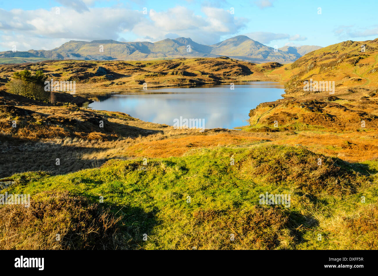 Mit Blick auf Leuchtturm Tarn in der Blawith Fells oben Coniston Water mit Blick auf Dow Crag und Coniston Greis Lake District Stockfoto