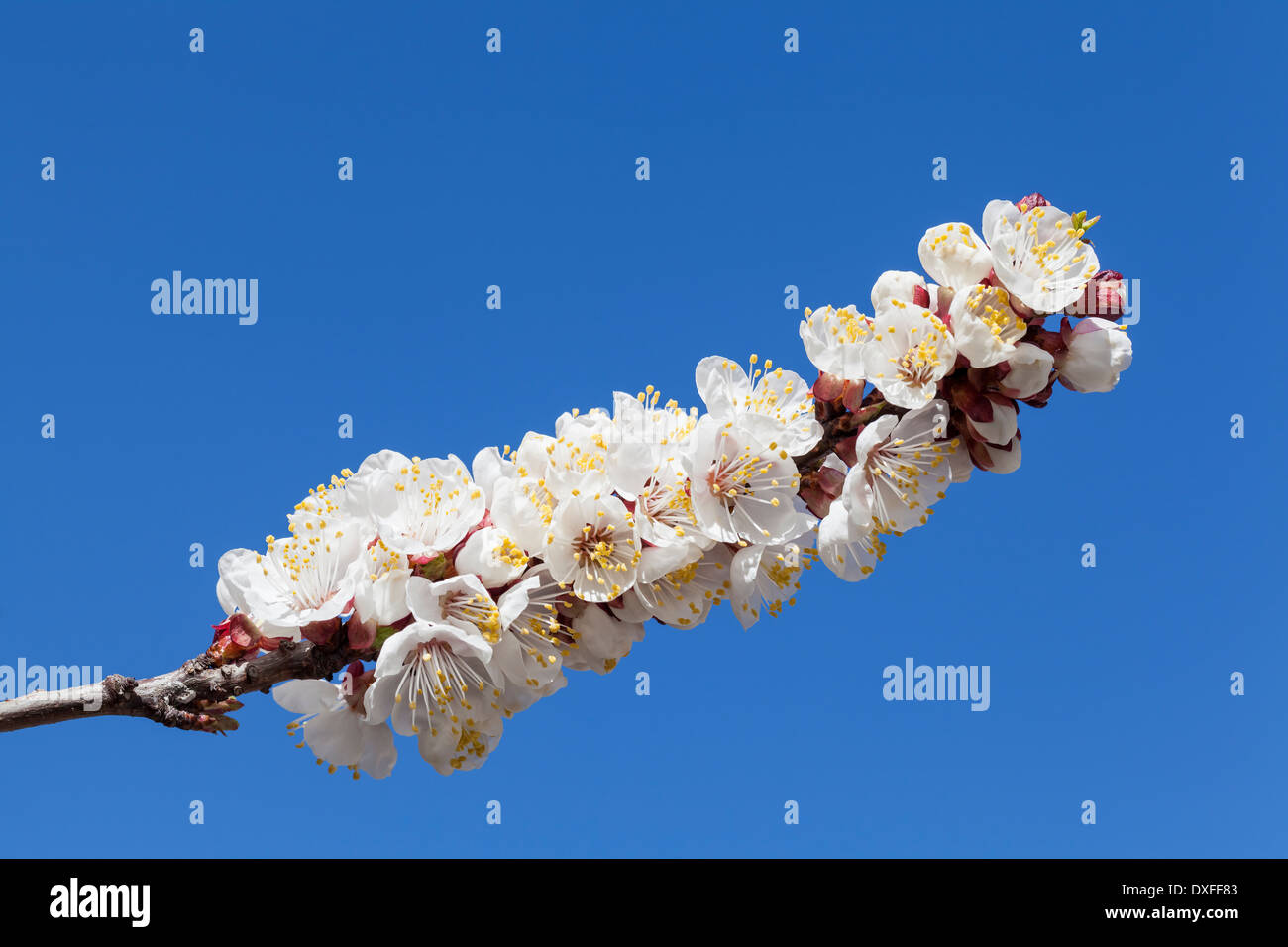 Nahaufnahme Foto von Frühlingsblüten auf blauen Himmel Stockfoto