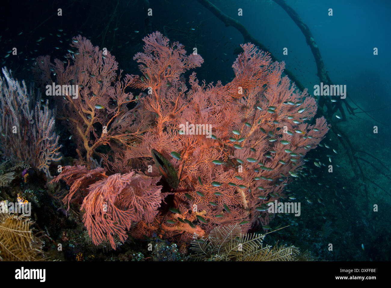 Korallen wachsen in seichtem Wasser, Raja Ampat, West Papua, Indonesien Stockfoto