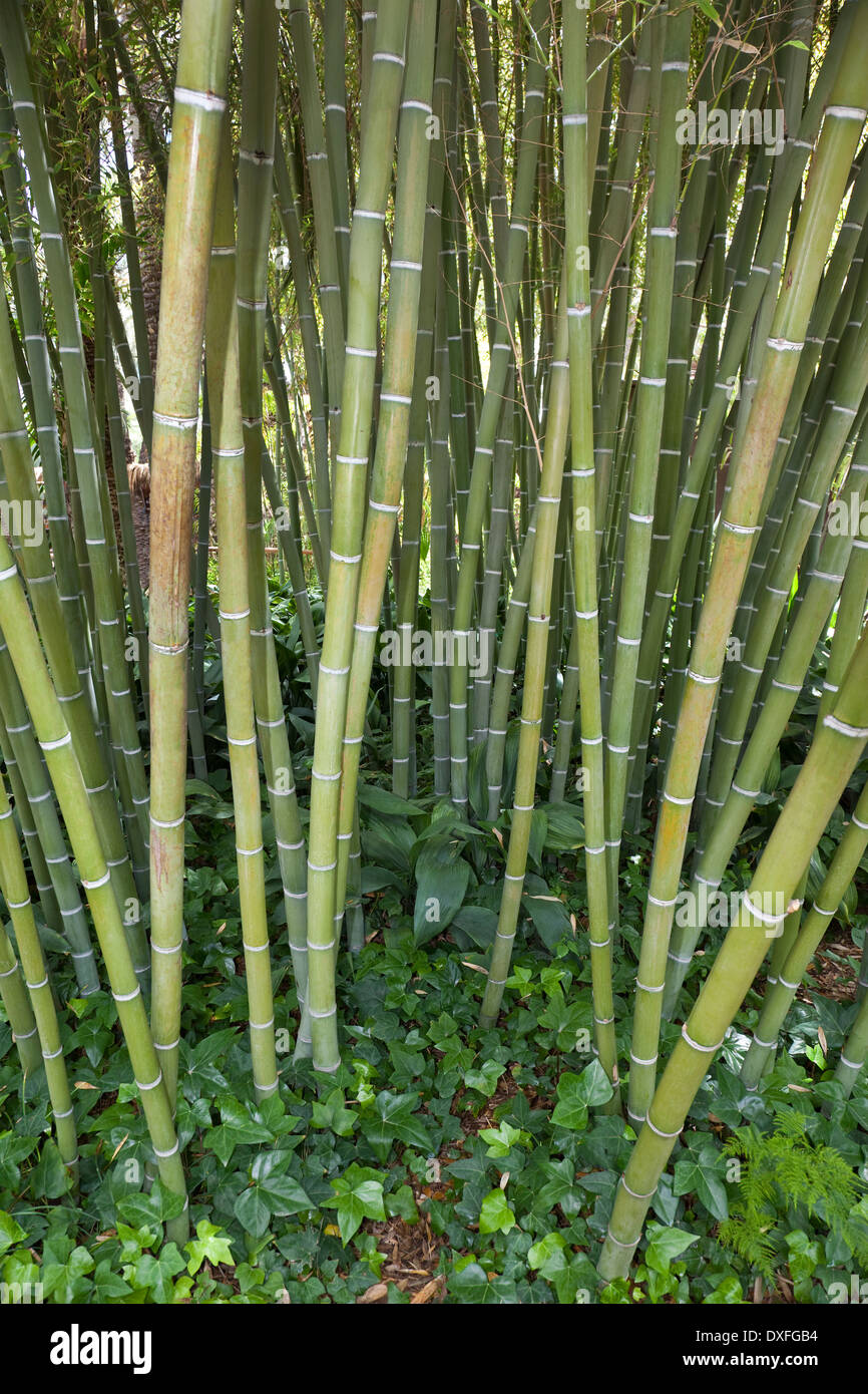 Bambus (Bambusa Gramineae) - eine holzige Riesengras hauptsächlich in den Tropen wächst Stockfoto