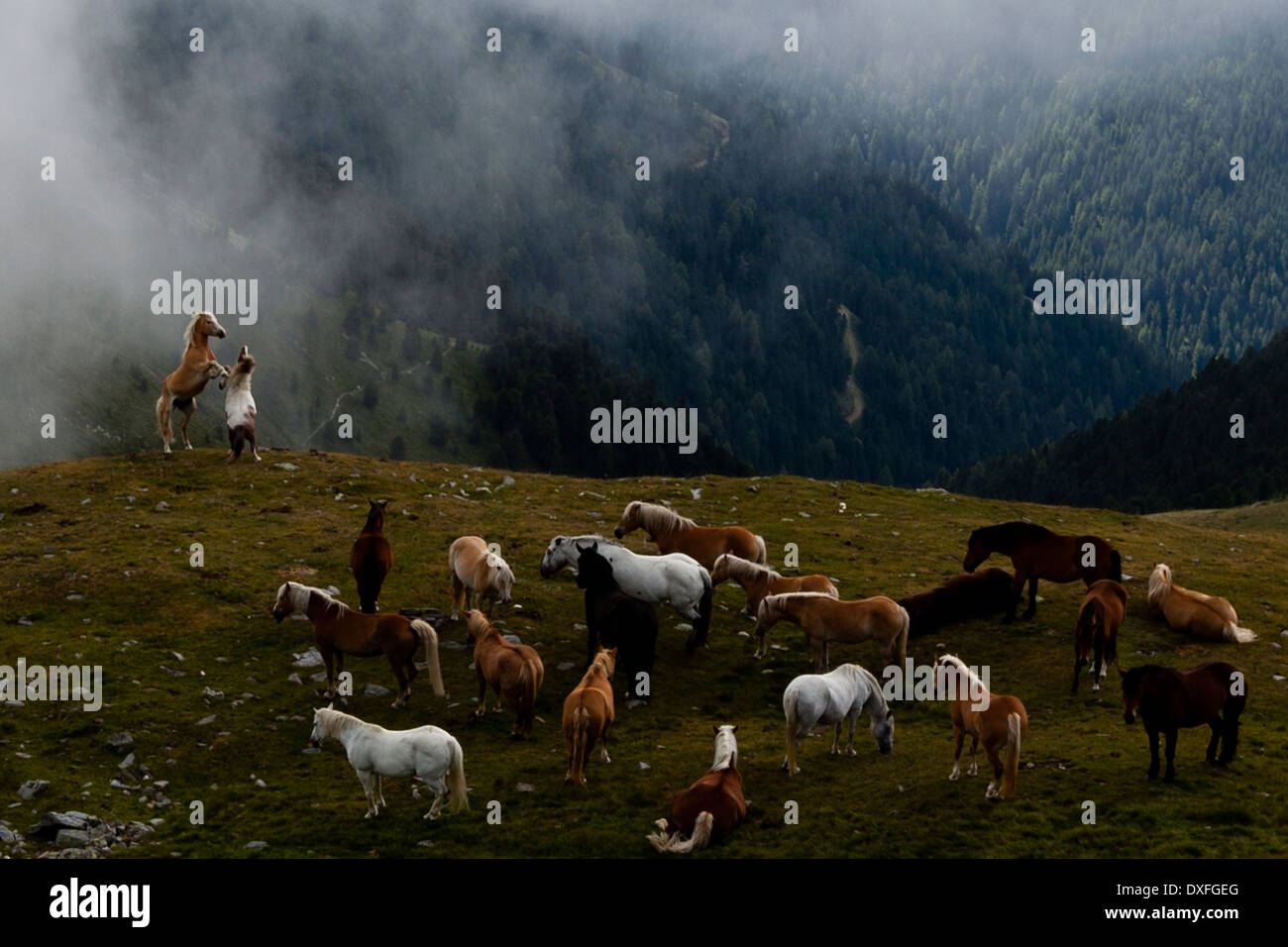 Aufzucht am Abgrund. Zwei Pferde kämpfen in der Nähe einer Pferdeschar auf einer Wiese in den Alpen. Die Rossalm bei Brixen - Nomen est omen Stockfoto