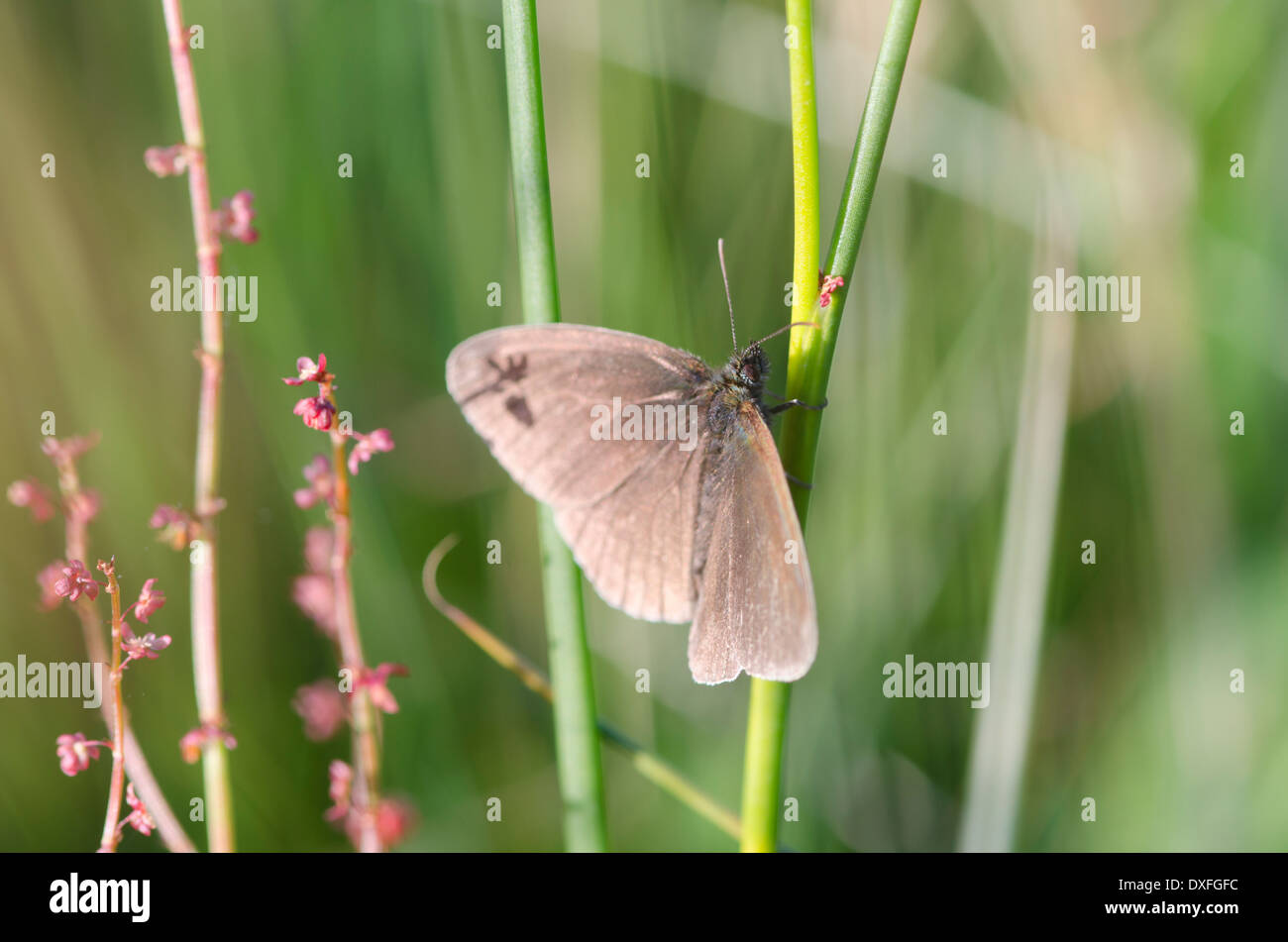 Ein Ringel-Schmetterling auf einem Rasen-Stiel auf einer sonnigen Wiese Cumbrian. Stockfoto