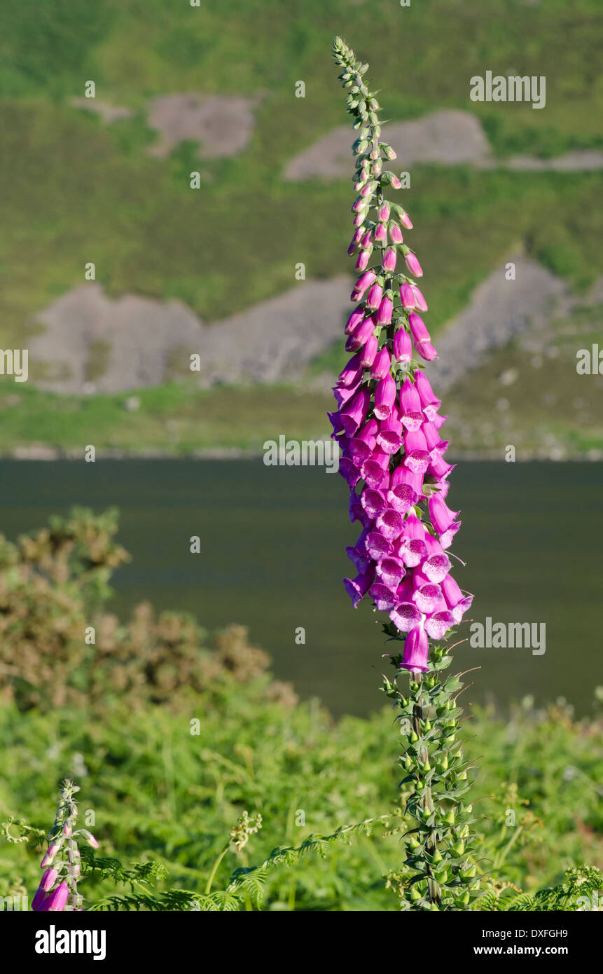 Eine glorreiche Fingerhut-Blume an den Ufern des Ennerdale an einem sonnigen Sommerabend Stockfoto