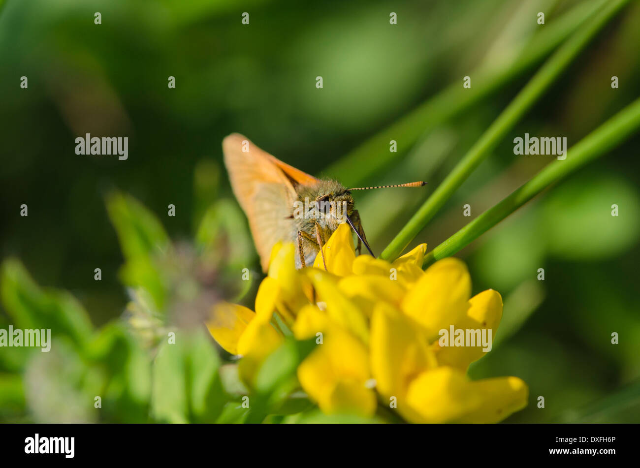 Kleine Skipper Butterfly auf Ginster Blumen auf einer sonnigen Wiese Cumbrian Stockfoto