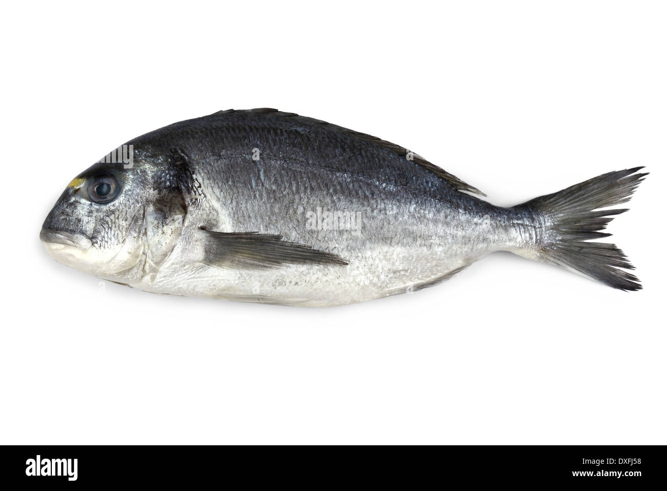 Frische Dorade Fisch isoliert, Nahaufnahme Stockfoto