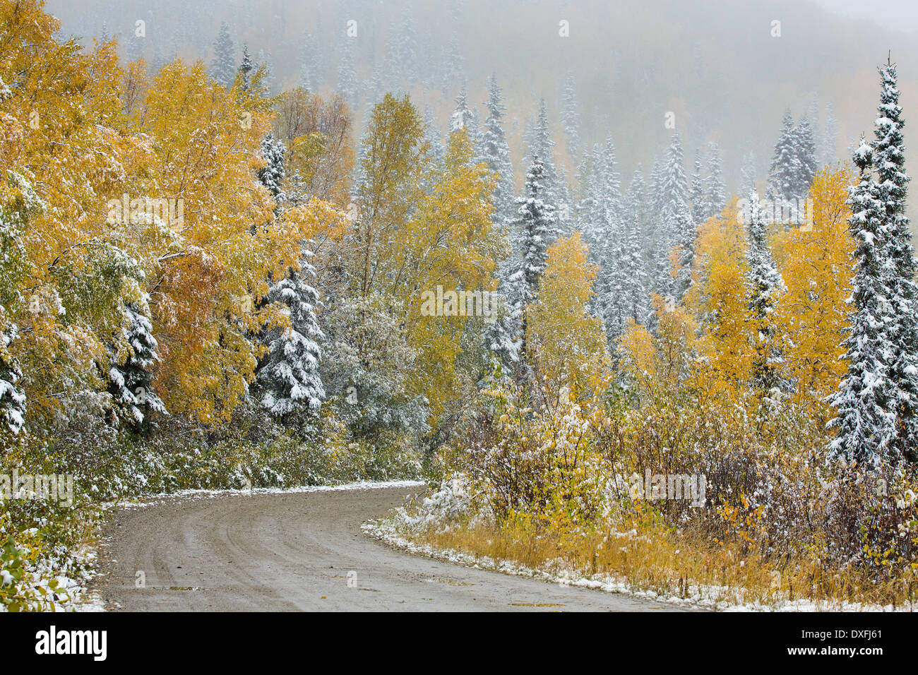 Frühen Schnee und Herbst Farben auf Silver Trail Nr. Mayo, Yukon Territorien, Kanada Stockfoto