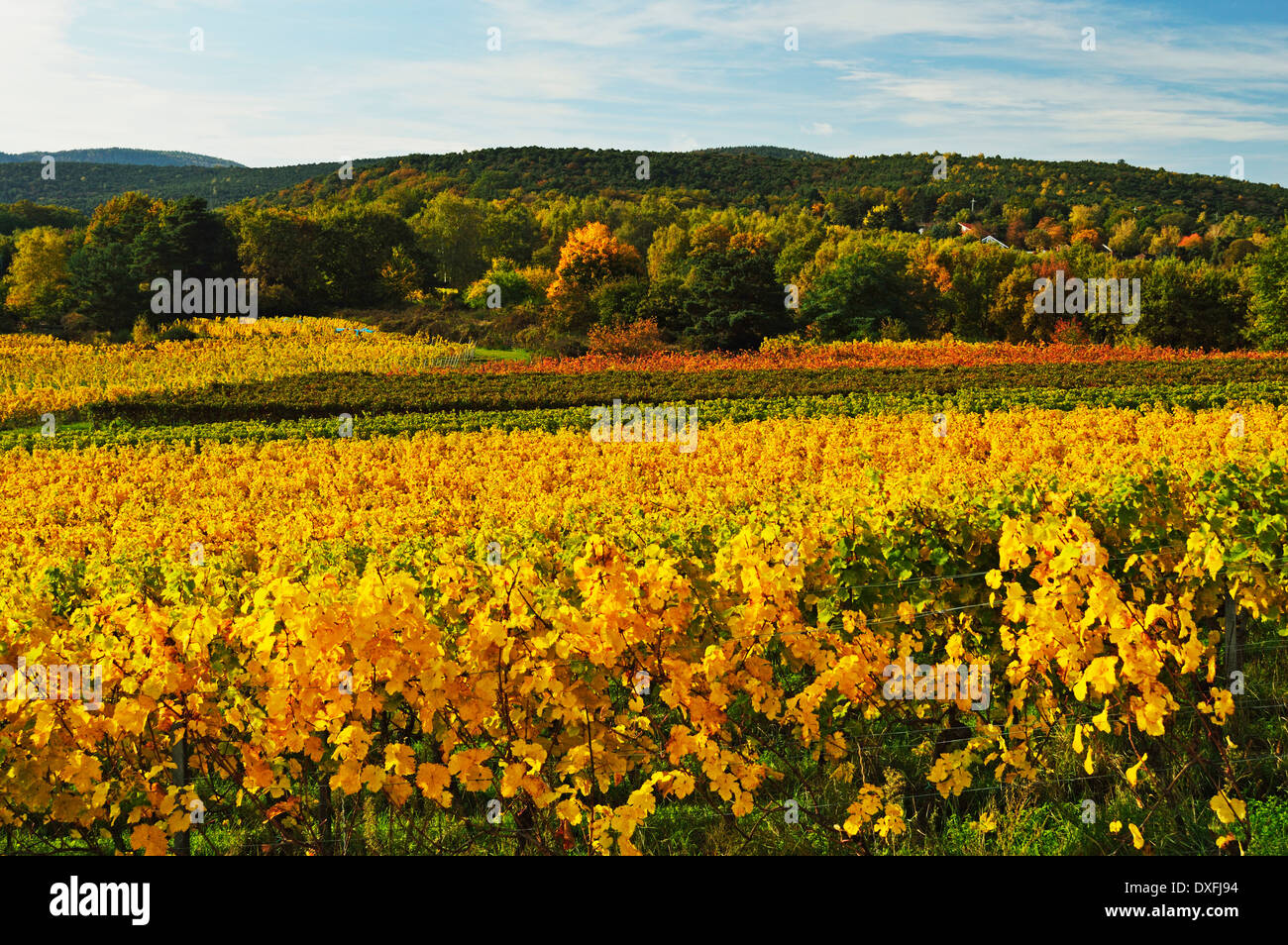 Weingut Landschaft, in der Nähe von Bad Dürkheims, deutschen Wein Route, Rheinland-Pfalz, Deutschland Stockfoto