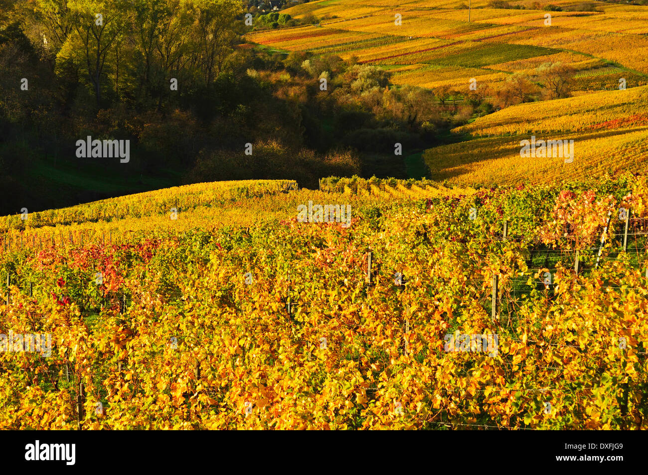 Weingut Landschaft, Ortenau, Baden Wein Route, Baden-Württemberg, Deutschland Stockfoto