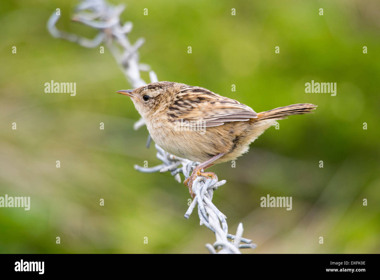 Ein Segge Wren oder Grass Zaunkönig, Cistothorus Platensis auf den Falkland-Inseln. Stockfoto
