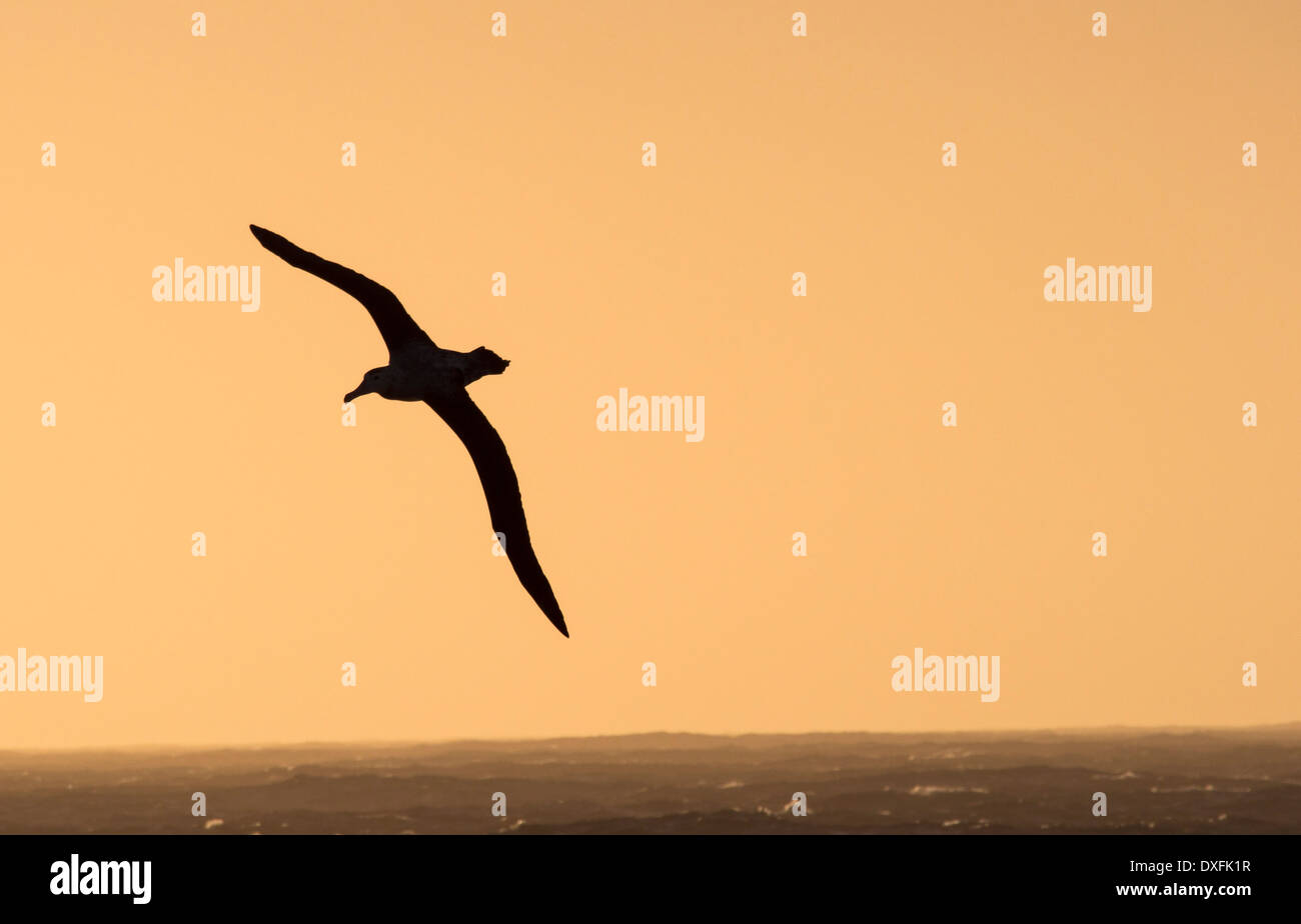 Ein Wanderalbatros; Diomedea Exulans, den Vogel mit der größten Spannweite auf dem Planeten, auf rund 11 Fuß 6 Zoll, Stockfoto