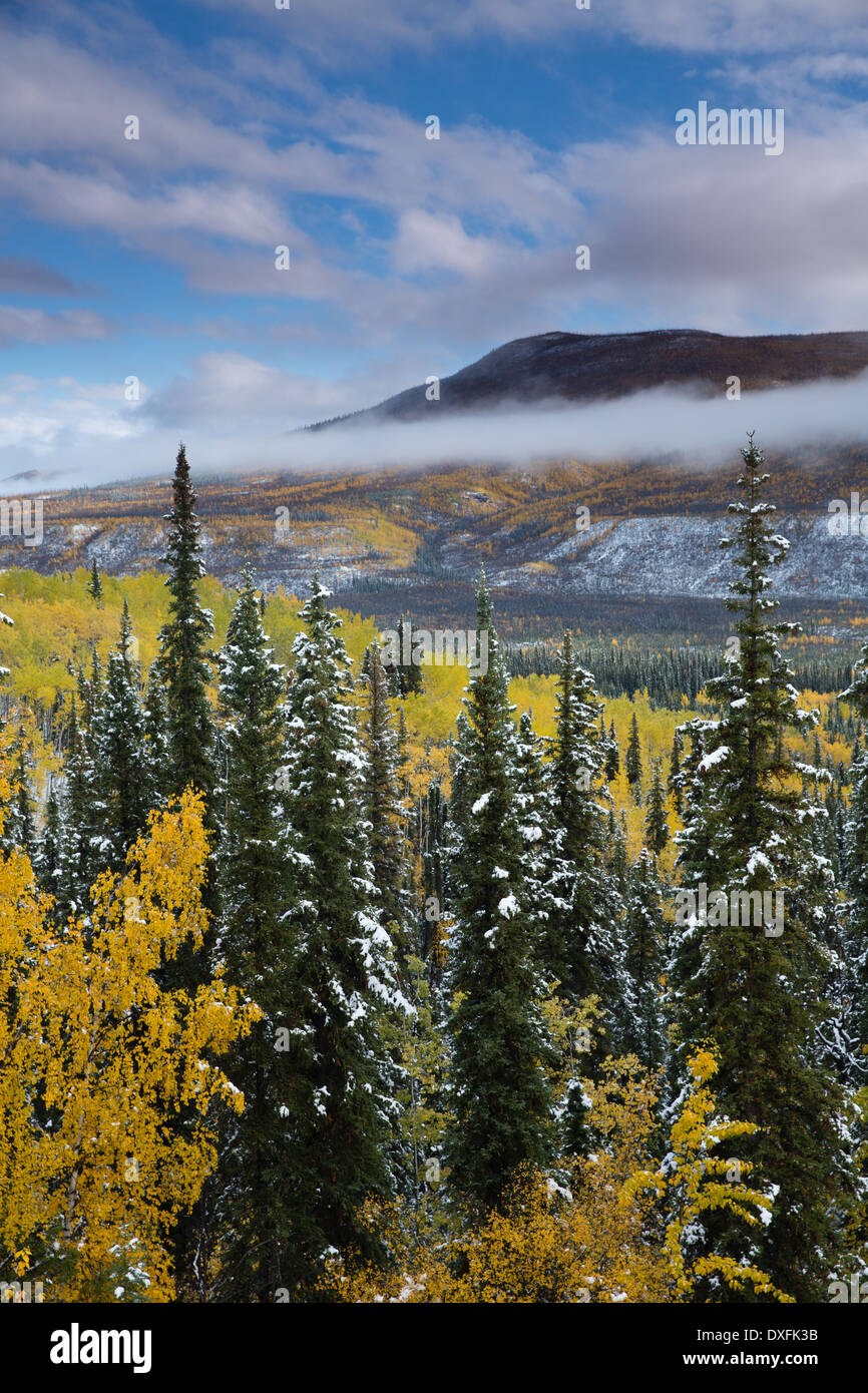 Herbstfärbung und der erste Schnee im Tal Stewart River, Yukon Territorien, Kanada Stockfoto