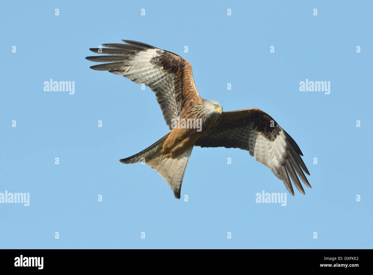 Rote Drachen Milvus milvus Stockfoto