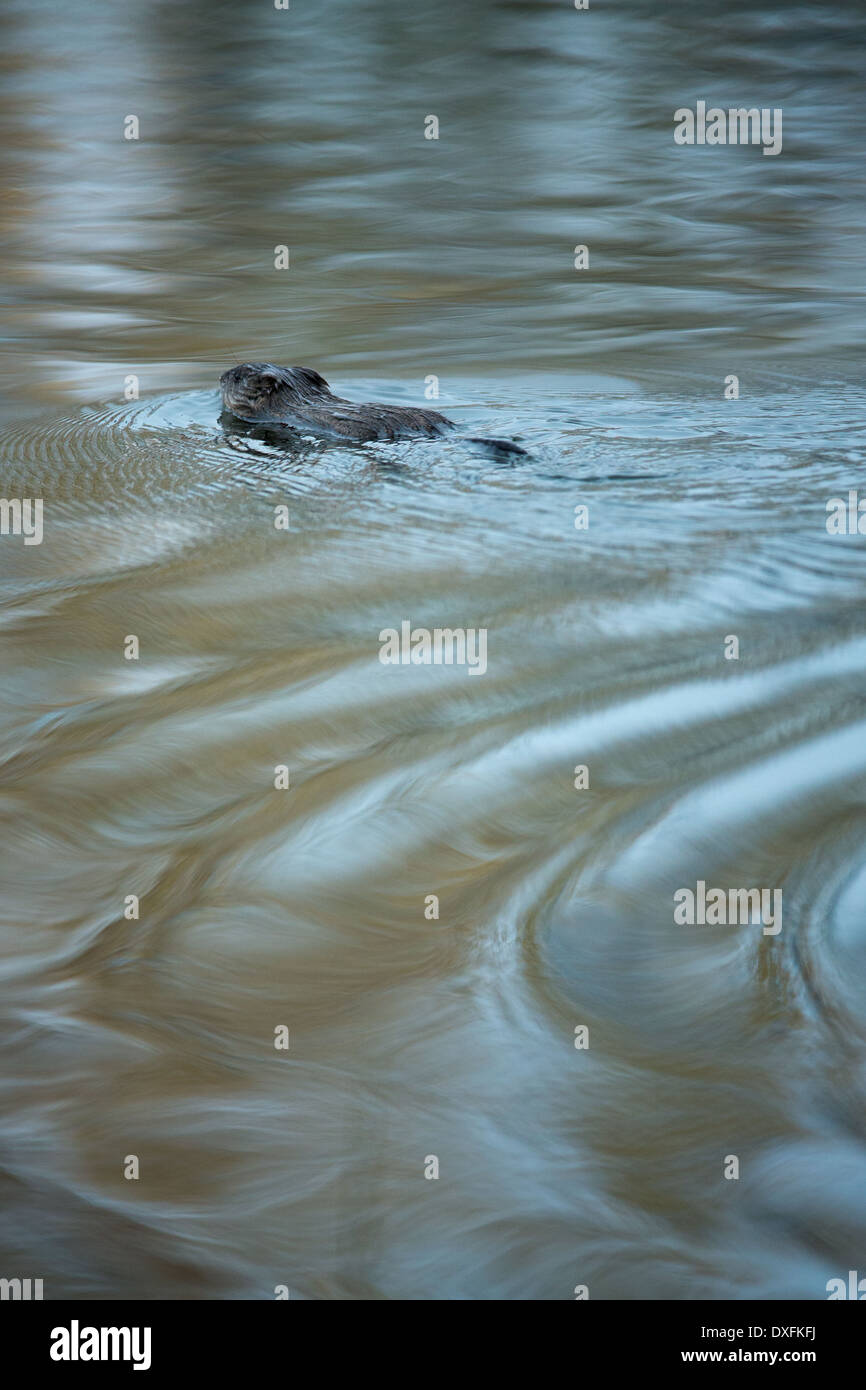 Ein Biber in fünf Meile See schwimmen. Silver Trail, Yukon Territorien, Kanada Stockfoto