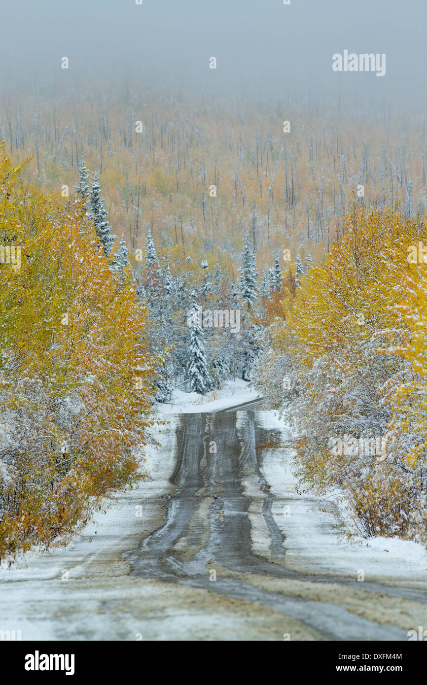 Herbstfärbung und der erste Schnee auf der Straße nach Keno, Silver Trail, Yukon Territorien, Kanada Stockfoto