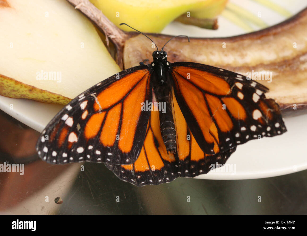 Männliche amerikanische Monarchfalter (Danaus Plexippus) auf Futtersuche auf Frucht Stockfoto