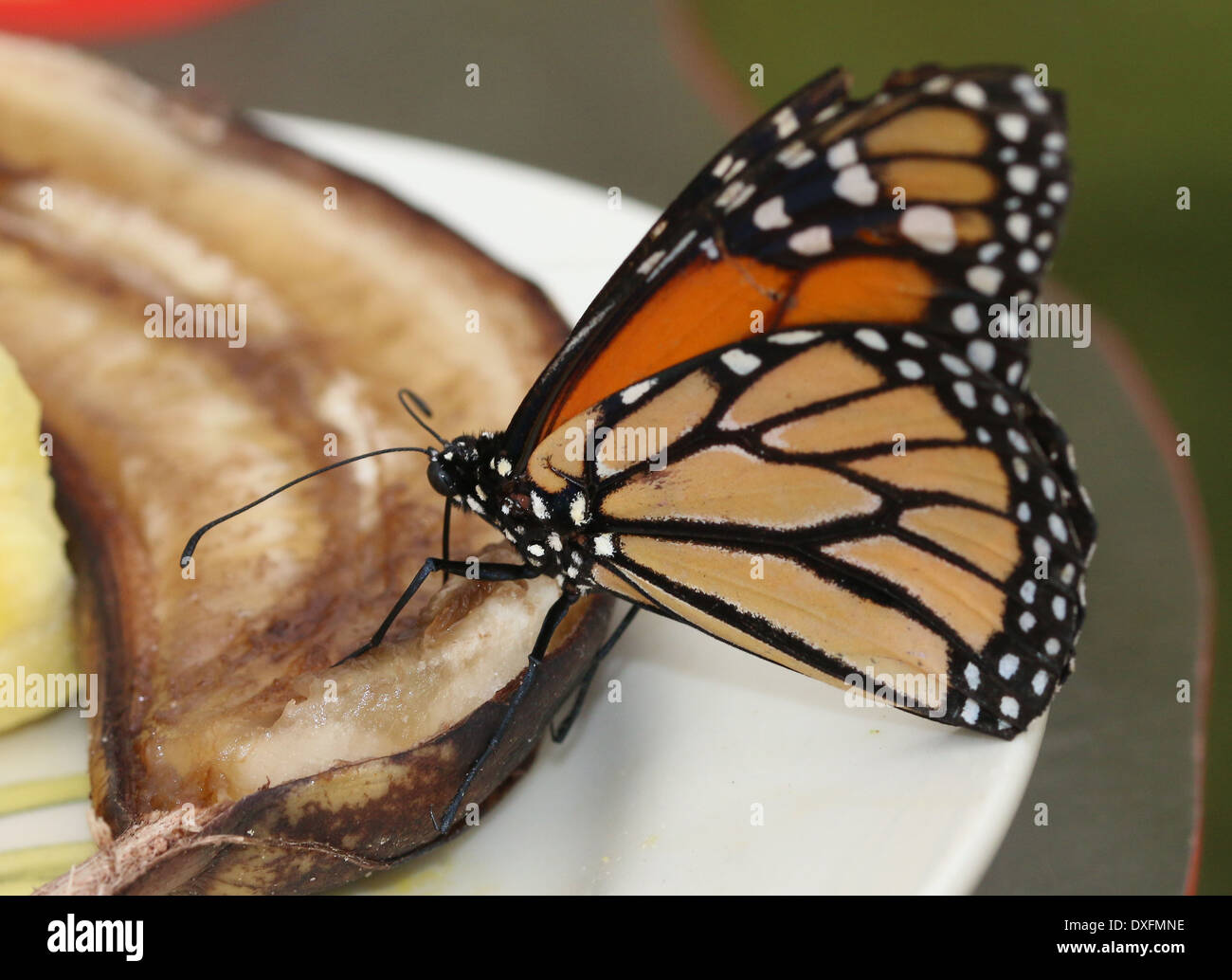 Amerikanische Monarchfalter (Danaus Plexippus) ernähren sich von Obst Stockfoto