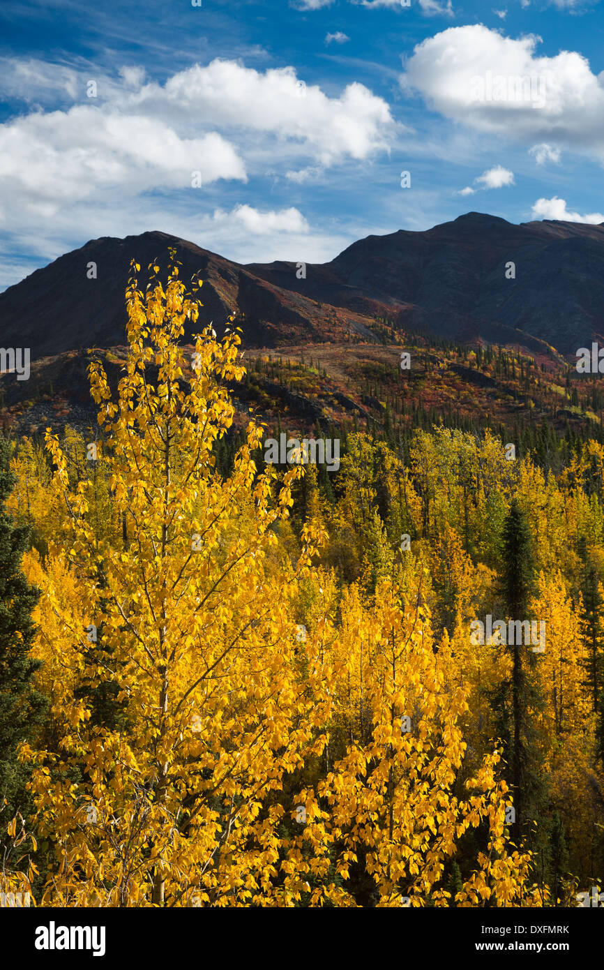 Herbstfärbung Farbsäume der Dempster Highway, Yukon Territorien, Kanada Stockfoto