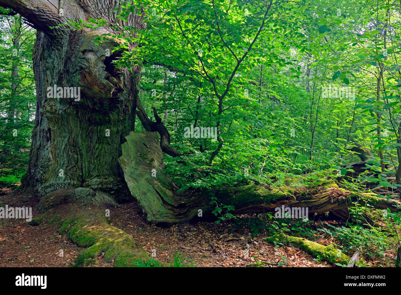 Alte Buche, ca. 600 Jahre alt, urzeitlichen Wald Sababurg, Hessen, Deutschland / (Fagus spec.) Stockfoto