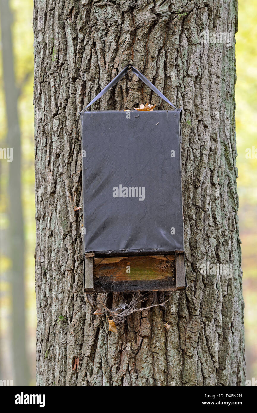 Fledermauskasten, Markische Schweiz Naturpark, Buckow, Brandenburg, Deutschland / Märkische Schweiz Stockfoto