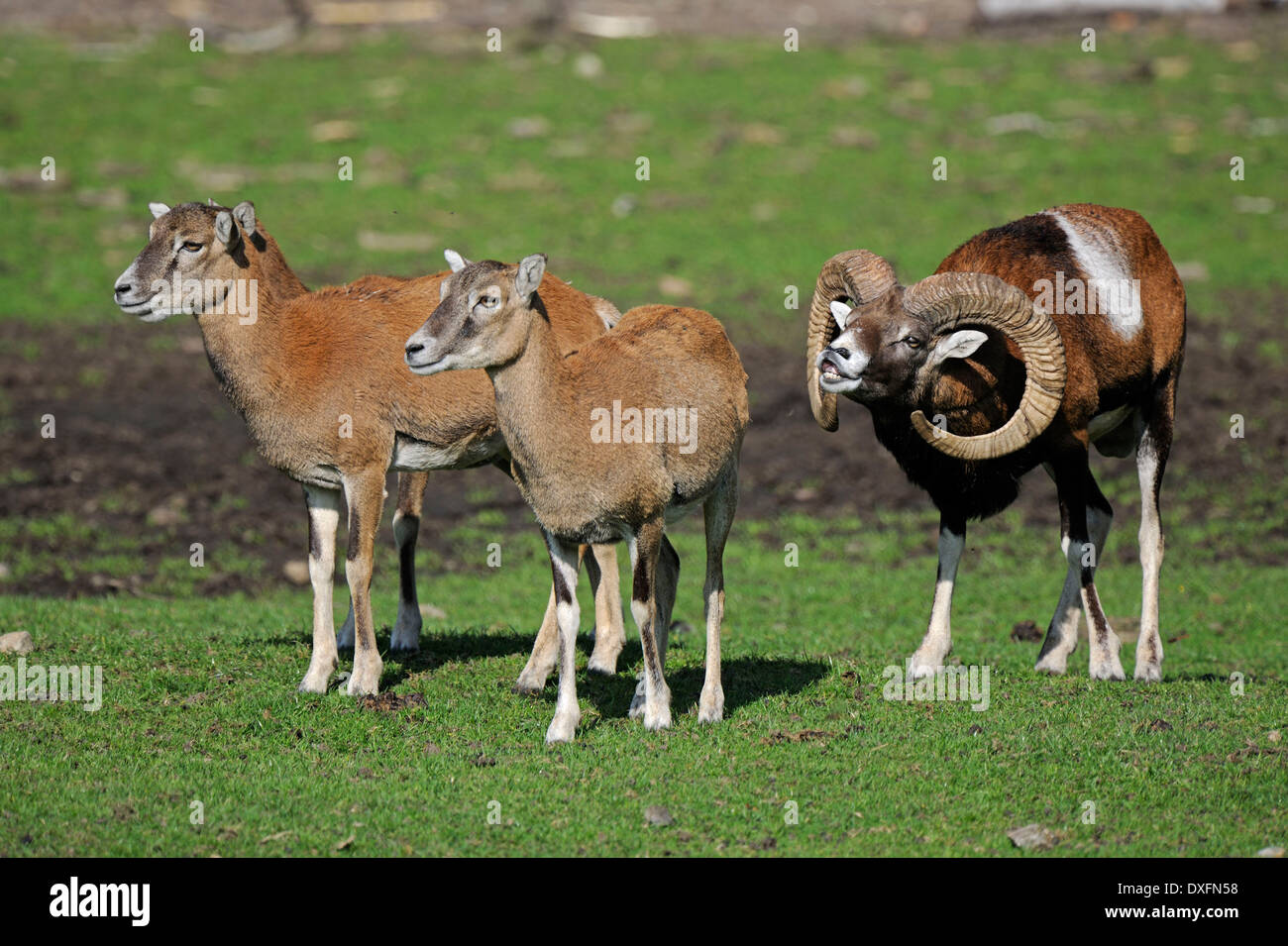 Mufflons, Ram und Mutterschafe / (Ovis Ammon Musimon) / Spurrinnen Saison Stockfoto