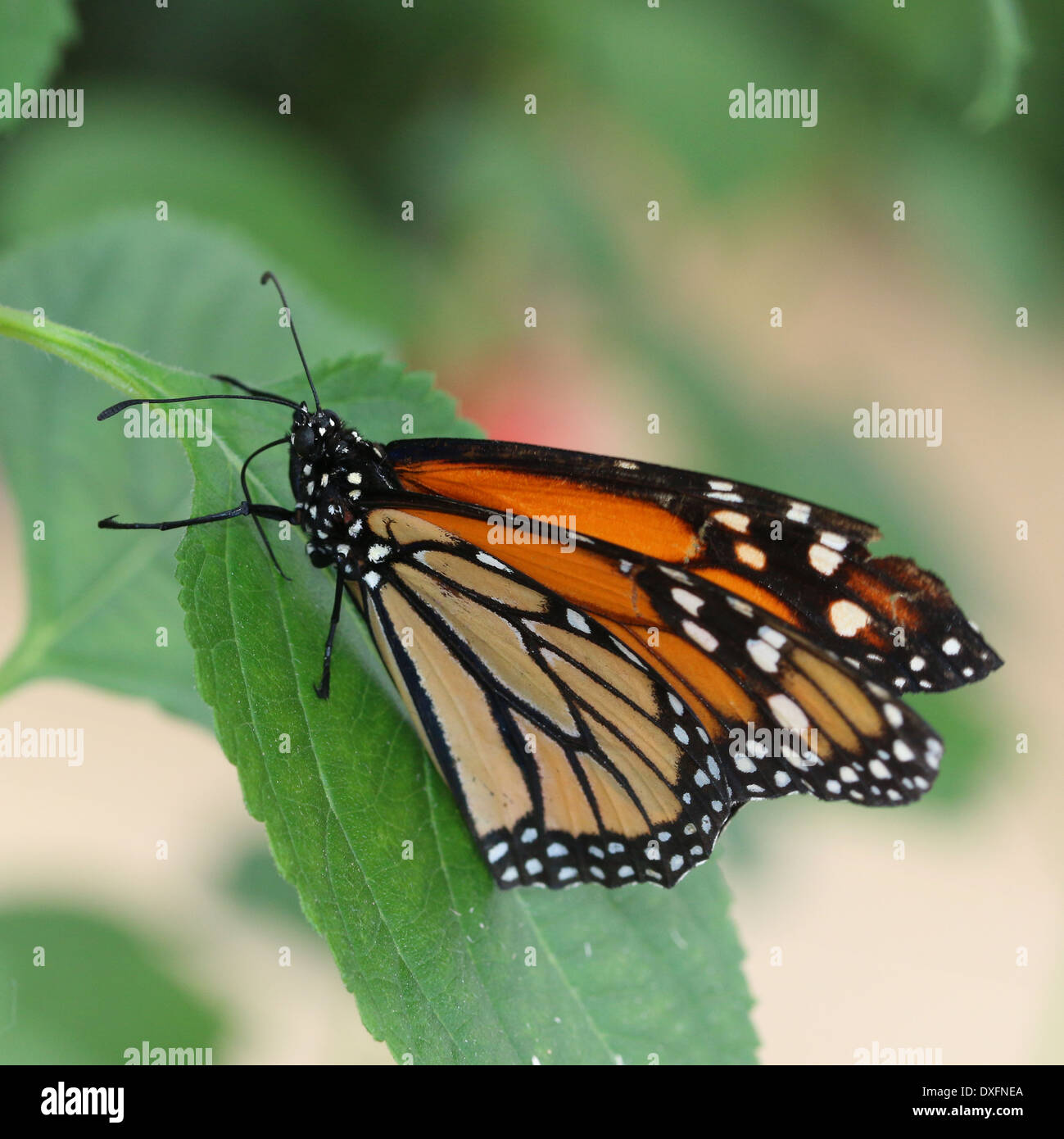 Amerikanische Monarchfalter (Danaus Plexippus) posiert auf einem Blatt Stockfoto
