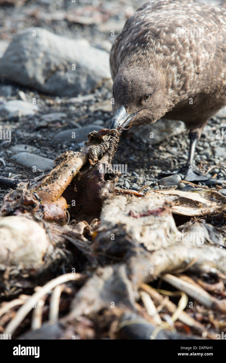 Ein Brown Skua, Stercorarius Antarcticus am Strand von Salisbury Plain, Südgeorgien, südliche Ozean, Stockfoto