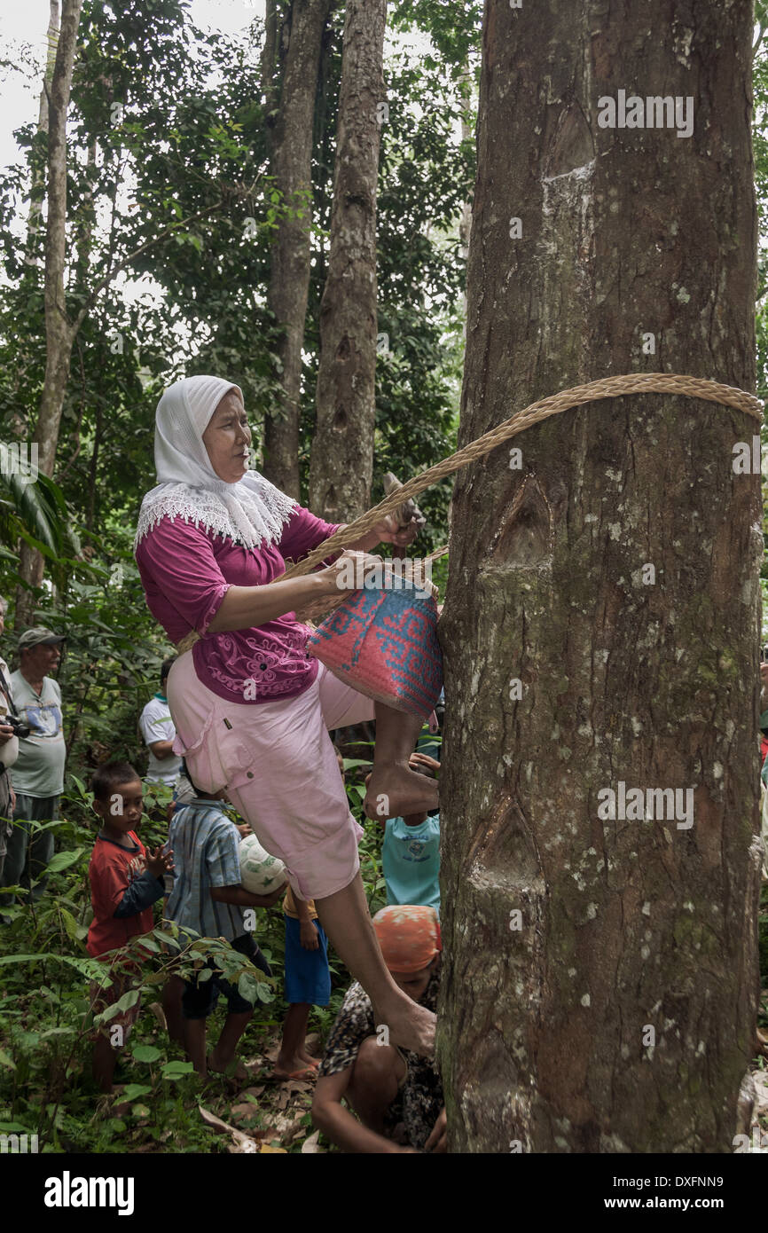 Frau, die Ernte Kaugummi vom Damar Baum, Pesisir Gebiet West Lampung, Sumatra, Indonesien Stockfoto