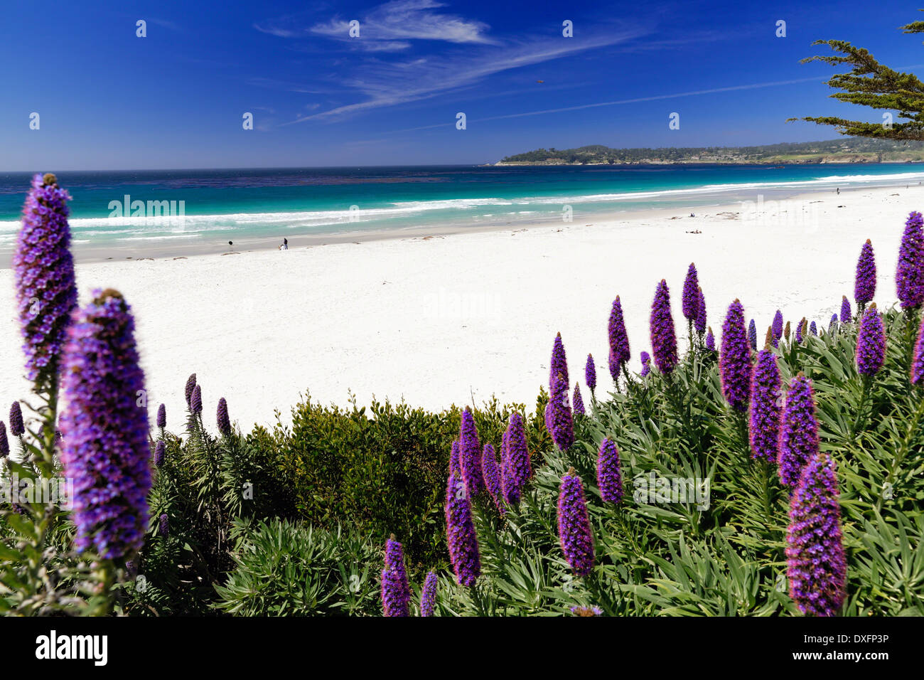 Wildblumen (stolz von Madeira) blühen entlang der Pacific Beach, Carmel-am Meer, Monterey Peninsula, Kalifornien. Stockfoto